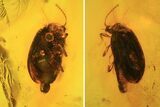 Detailed Fossil Beetle (Coleoptera) In Baltic Amber #105452-2